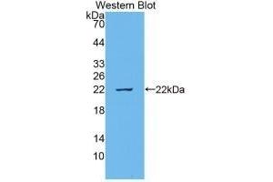 Detection of Recombinant IL18, Bovine using Monoclonal Antibody to Interleukin 18 (IL18) (IL-18 anticorps  (AA 37-193))