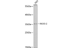 Western blot analysis of extracts of 293T cells, using NKX3-2 antibody  at 1:3000 dilution. (NKX3-2 anticorps  (AA 1-180))