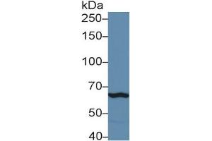 Western Blotting (WB) image for Toll-Like Receptor 3 (TLR3) ELISA Kit (ABIN6720574)