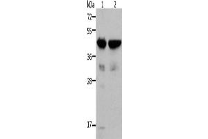 Western Blotting (WB) image for anti-Actin, alpha 1, Skeletal Muscle (ACTA1) antibody (ABIN2429134) (Actin anticorps)