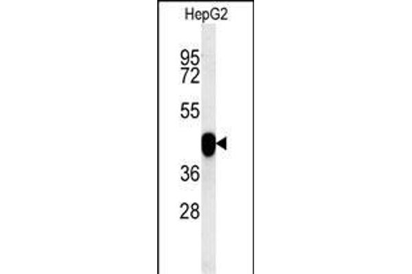 PON2 anticorps  (AA 74-101)