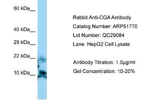 Western Blotting (WB) image for anti-Glycoprotein Hormones, alpha Polypeptide (CGA) (N-Term) antibody (ABIN2784619) (CGA anticorps  (N-Term))