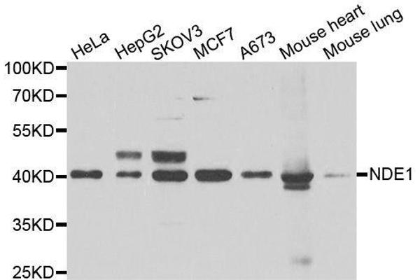 NDE1 anticorps  (AA 1-110)