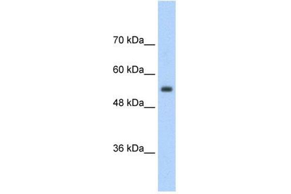 SLC13A3 anticorps