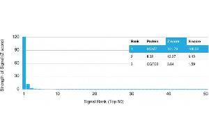 Analysis of Protein Array containing more than 19,000 full-length human proteins using MCM7 Mouse Monoclonal Antibody (MCM7/1467) Z- and S- Score: The Z-score represents the strength of a signal that a monoclonal antibody (MAb) (in combination with a fluorescently-tagged anti-IgG secondary antibody) produces when binding to a particular protein on the HuProtTM array. (MCM7 anticorps  (AA 195-319))
