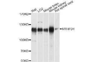 Western blot analysis of extracts of various cell lines, using MTHFD1 antibody (ABIN5996305) at 1/1000 dilution. (MTHFD1 anticorps)