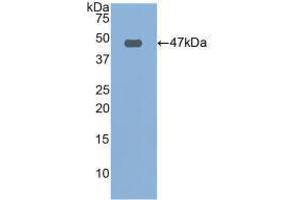 Western blot analysis of recombinant Human FBN1. (Fibrillin 1 anticorps  (AA 246-389))