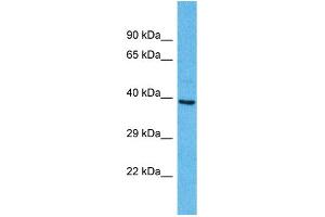 Western Blotting (WB) image for anti-Olfactory Receptor, Family 2, Subfamily A, Member 25 (OR2A25) (C-Term) antibody (ABIN2447631) (OR2A25 anticorps  (C-Term))
