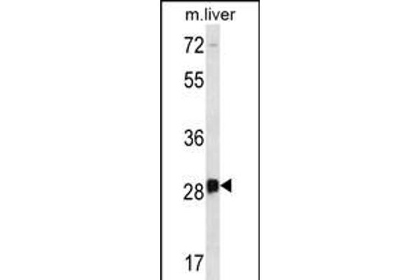 DRGX anticorps  (C-Term)