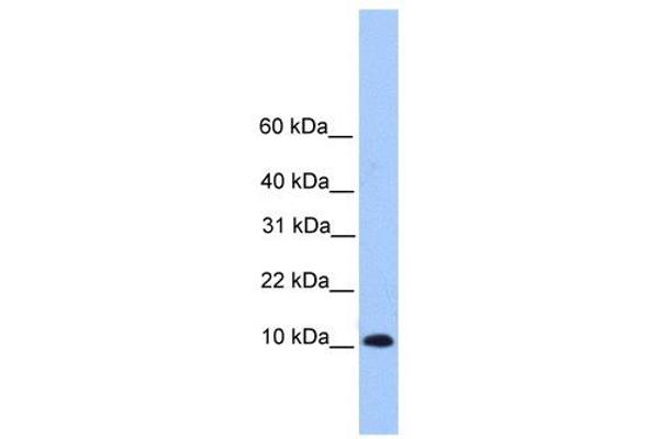 TRAPPC6B anticorps  (Middle Region)