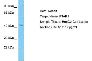 Host: Rabbit Target Name: PTAR1 Sample Type: HepG2 Whole Cell lysates Antibody Dilution: 1. (PTAR1 anticorps  (C-Term))
