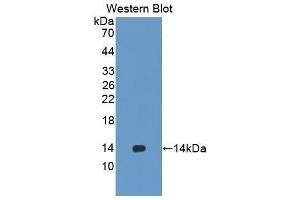 Western Blotting (WB) image for anti-Signal Transducer and Activator of Transcription 5A (STAT5A) (AA 586-688) antibody (ABIN1860654) (STAT5A anticorps  (AA 586-688))