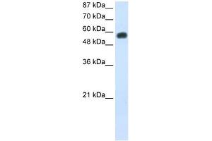 NOC4L antibody used at 0. (NOC4L anticorps)