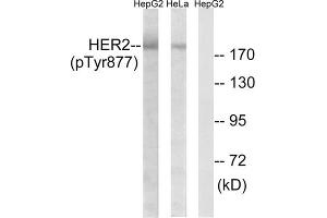 Western blot analysis of extracts from HeLa cells and HepG2 cells, using HER2 (Phospho- Tyr877) Antibody. (ErbB2/Her2 anticorps  (pTyr877))