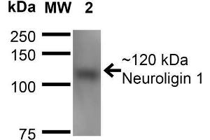 Western Blot analysis of Mouse Brain Membrane showing detection of ~120 kDa Neuroligin 1 protein using Mouse Anti-Neuroligin 1 Monoclonal Antibody, Clone S97A-31 . (Neuroligin 1 anticorps  (AA 718-843) (Atto 488))