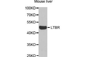 Western blot analysis of extracts of mouse liver, using LTBR antibody (ABIN5973087) at 1/1000 dilution. (LTBR anticorps)