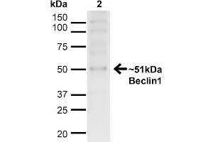 Western blot analysis of Human HeLa cell lysates showing detection of ~51kDa Beclin 1 protein using Rabbit Anti-Beclin 1 Polyclonal Antibody . (Beclin 1 anticorps  (C-Term) (Atto 594))