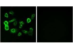 Immunofluorescence analysis of MCF7 cells, using OR5P2 Antibody. (OR5P2 anticorps  (AA 193-242))