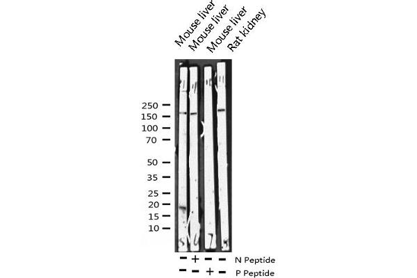 ERBB4 anticorps  (pTyr1284)