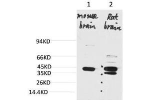 Western blot analysis of 1) Mouse BrainTissue, 2) Rat Brain Tissue with KCNK9 Rabbit pAb diluted at 1:2000. (KCNK9 anticorps)