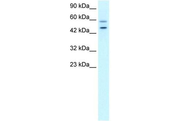 GC-Rich Promoter Binding Protein 1 (GPBP1) (N-Term) anticorps