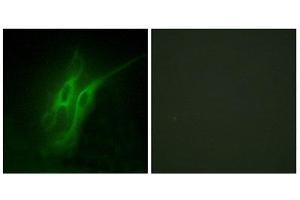 Immunofluorescence (IF) image for anti-Serotonin Receptor 4 (HTR4) (N-Term) antibody (ABIN1850161) (Serotonin Receptor 4 anticorps  (N-Term))