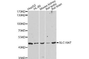 Western blot analysis of extracts of various cell lines, using SLC16A7 antibody (ABIN5998832) at 1:3000 dilution. (SLC16A7 anticorps)