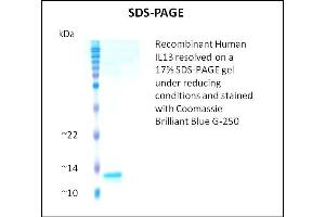 SDS-PAGE (SDS) image for Interleukin 13 (IL13) (Active) protein (ABIN5509340) (IL-13 Protéine)