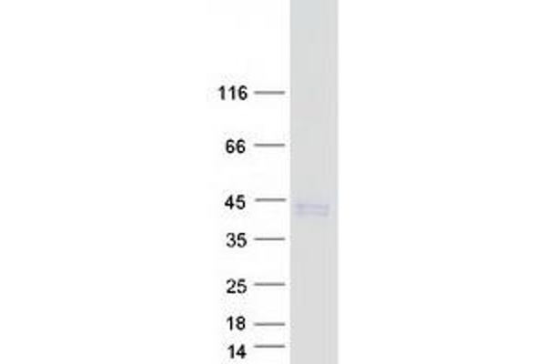 CLEC12B Protein (Transcript Variant 1) (Myc-DYKDDDDK Tag)