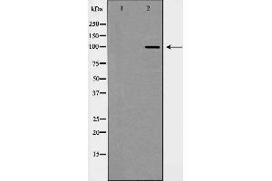 Western blot analysis of CDH2 expression in Jurkat cells,The lane on the left is treated with the antigen-specific peptide. (N-Cadherin anticorps  (C-Term))