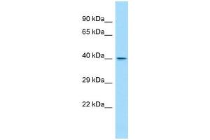 Host:  Rabbit  Target Name:  Wdr45l  Sample Type:  Rat Spleen lysates  Antibody Dilution:  1. (WD Repeat Domain 45B (WDR45B) (C-Term) anticorps)