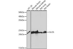 Western blot analysis of extracts of various cell lines, using GLO1 Rabbit mAb (ABIN7267485) at 1:1000 dilution. (GLO1 anticorps)