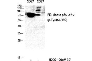 Western Blot analysis of COS7 (1), COS7 (2), diluted at 1:1000. (PI3K p85/p55 anticorps  (pTyr199, pTyr467))