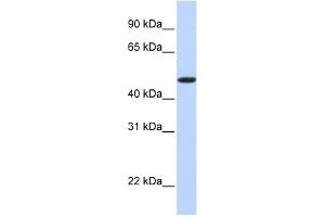 EPOr antibody used at 1 ug/ml to detect target protein. (EPOR anticorps  (N-Term))