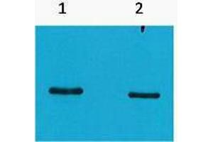 Western Blotting (WB) image for anti-SRT Tag antibody (ABIN3178707) (SRT Tag anticorps)