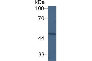 Western blot analysis of Human HeLa cell lysate, using Mouse FPGS Antibody (1 µg/ml) and HRP-conjugated Goat Anti-Rabbit antibody ( (FPGS anticorps  (AA 210-439))