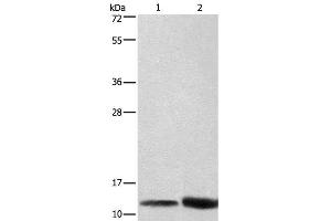 Western Blot analysis of Hela cell and Mouse brain tissue using CYCS Polyclonal Antibody at dilution of 1:600 (Cytochrome C anticorps)