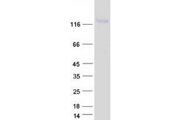 LNPEP Protein (Transcript Variant 1) (Myc-DYKDDDDK Tag)