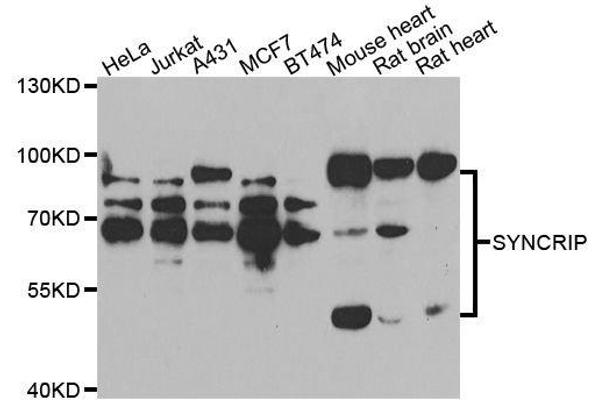 SYNCRIP anticorps  (AA 1-200)