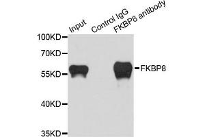 Immunoprecipitation analysis of 200ug extracts of HeLa cells using 1ug FKBP8 antibody. (FKBP8 anticorps)