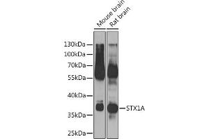 Western blot analysis of extracts of various cell lines, using STX1A Rabbit pAb (ABIN6134937, ABIN6148660, ABIN6148662 and ABIN6223930) at 1:500 dilution. (STX1A anticorps)