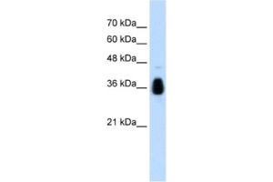 Western Blotting (WB) image for anti-Makorin Ring Finger Protein 1 (MKRN1) antibody (ABIN2462669) (MKRN1 anticorps)