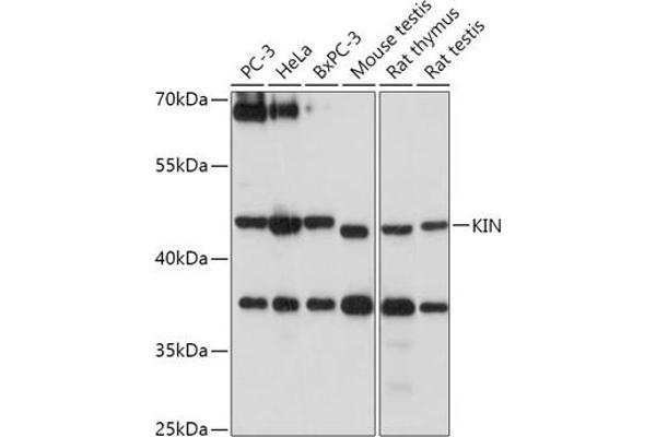 KIN anticorps  (AA 180-270)