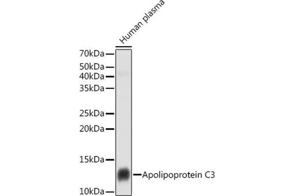 APOC3 anticorps