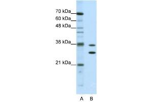 MTHFSD antibody used at 0. (MTHFSD anticorps  (N-Term))