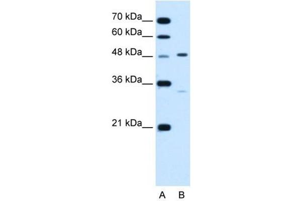 CHST1 anticorps