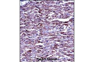 P15 Antibody (N-term) ((ABIN657673 and ABIN2846665))iunohistochemistry analysis in formalin fixed and paraffin embedded human heart tissue followed by peroxidase conjugation of the secondary antibody and DAB staining. (MMP15 anticorps  (N-Term))