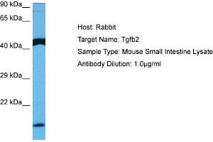 Host: Rabbit Target Name: TGFB2 Sample Tissue: Mouse Small Intestine Antibody Dilution: 1ug/ml (TGFB2 anticorps  (Middle Region))