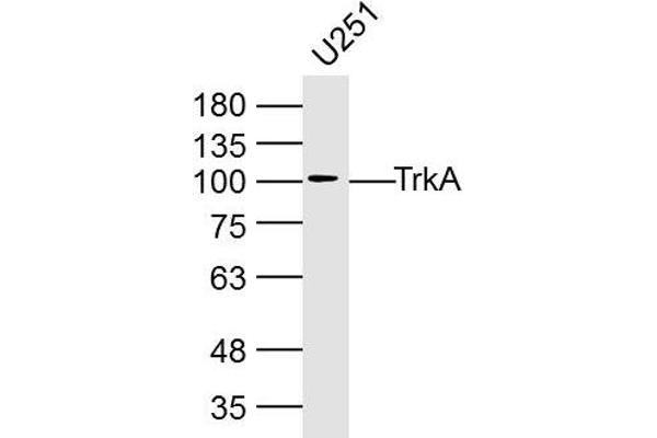 TRKA anticorps  (AA 725-821)