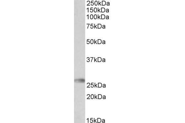 HLA-DQA2 anticorps  (Internal Region)